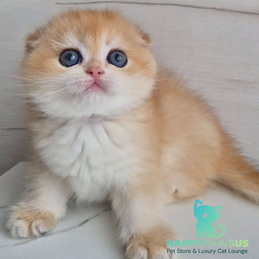 Ballu Scottish Fold male black golden chinchilla - live animals