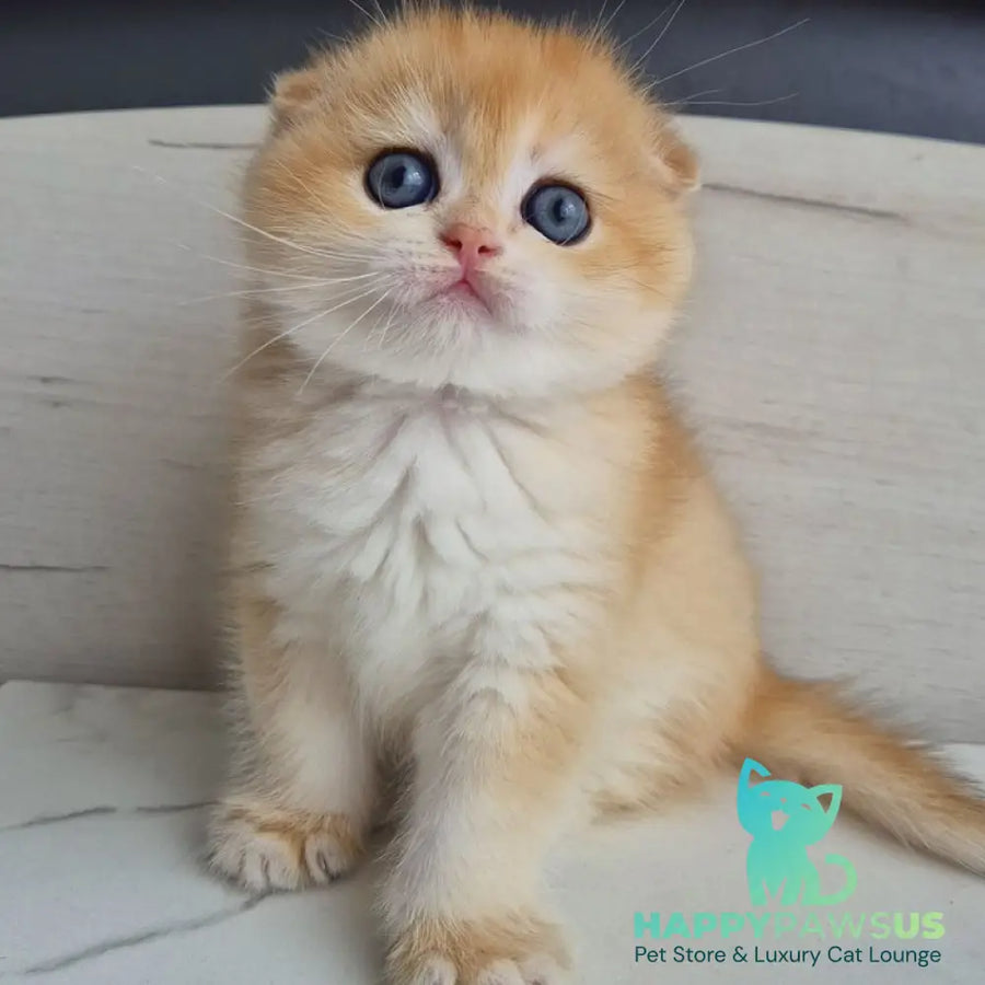 Ballu Scottish Fold male black golden chinchilla - live animals