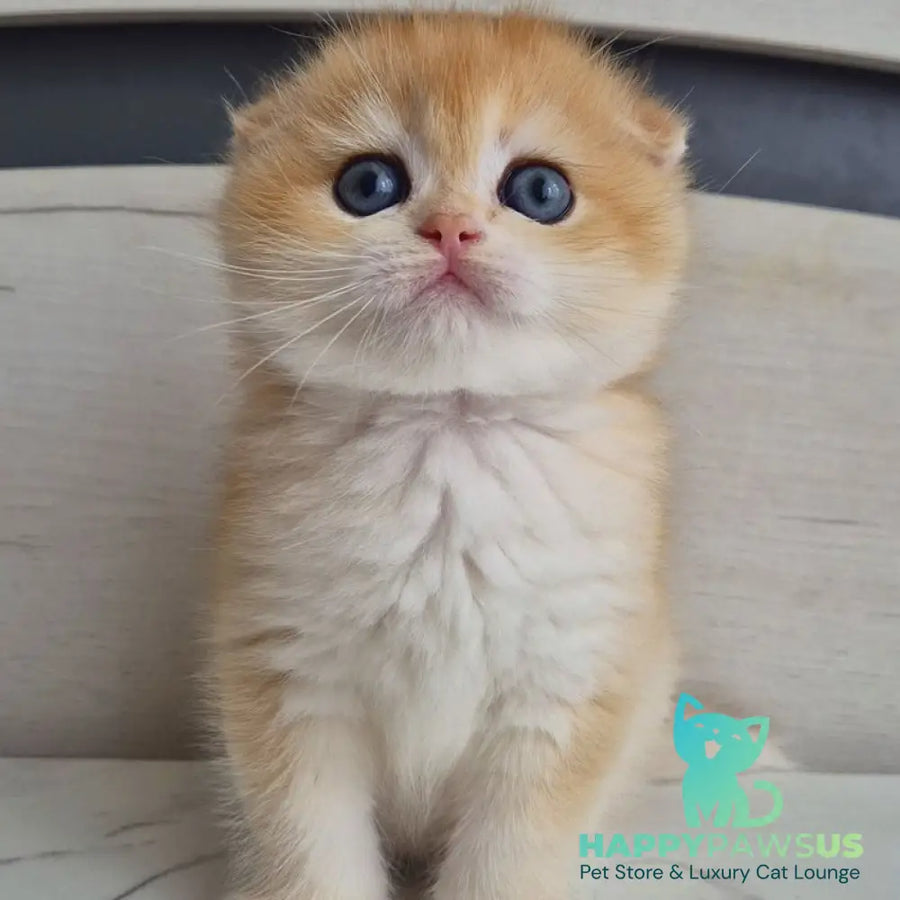 Ballu Scottish Fold male black golden chinchilla - live animals