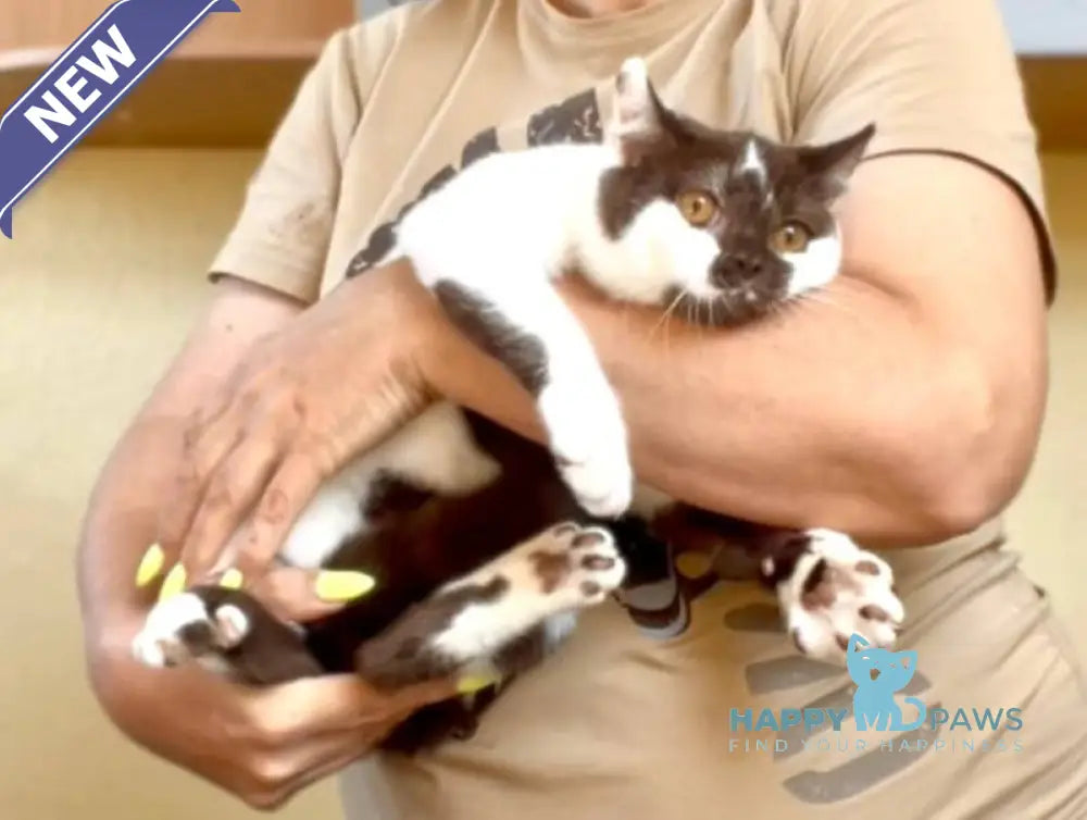 Baloo British Shorthair male chocolate bicolour live animals