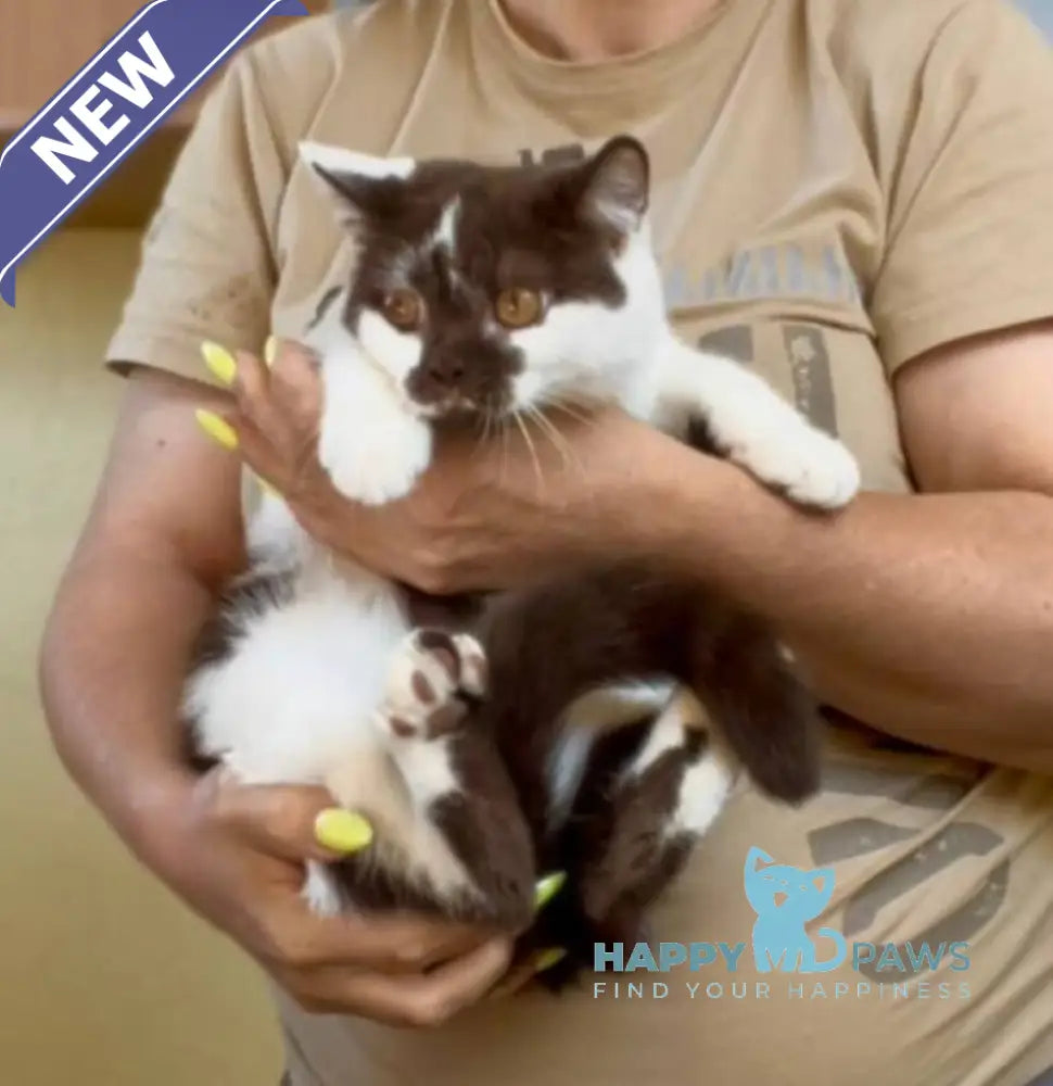 Baloo British Shorthair male chocolate bicolour live animals