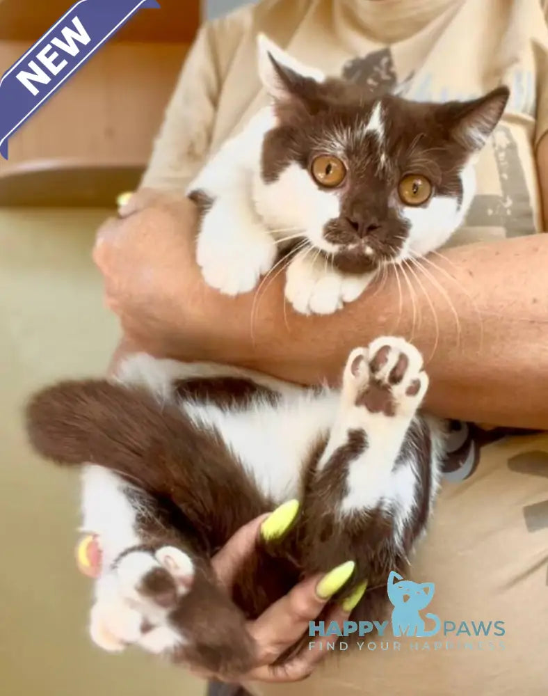 Baloo British Shorthair male chocolate bicolour live animals