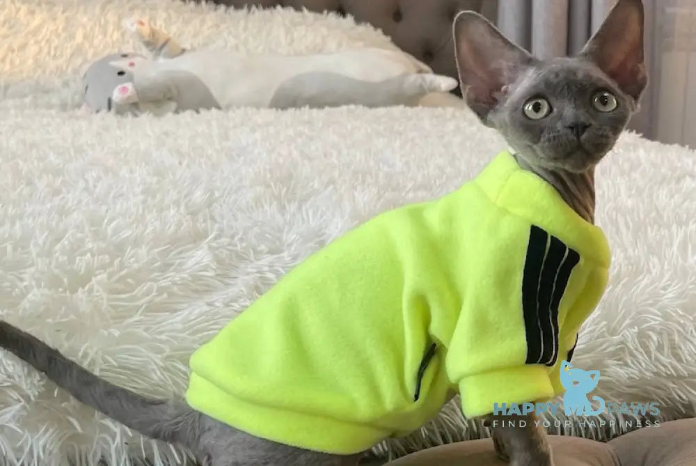 Baloo Devon Rex male chocolate bicolour live animals