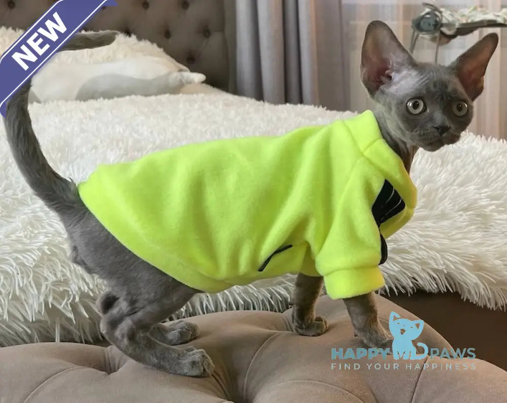 Baloo Devon Rex male chocolate bicolour live animals