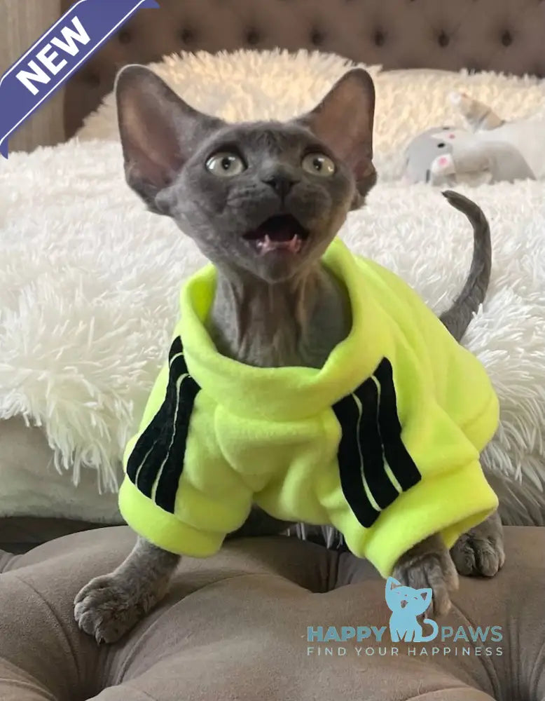 Baloo Devon Rex male chocolate bicolour live animals