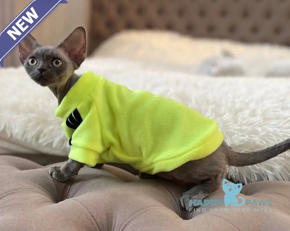 Baloo Devon Rex male chocolate bicolour live animals