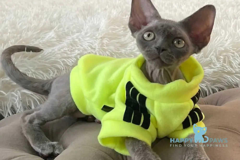 Baloo Devon Rex male chocolate bicolour live animals