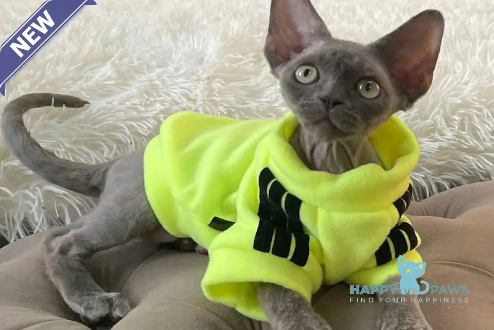 Baloo Devon Rex male chocolate bicolour live animals