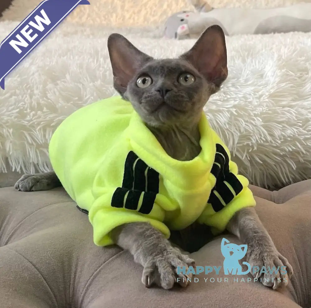 Baloo Devon Rex male chocolate bicolour live animals
