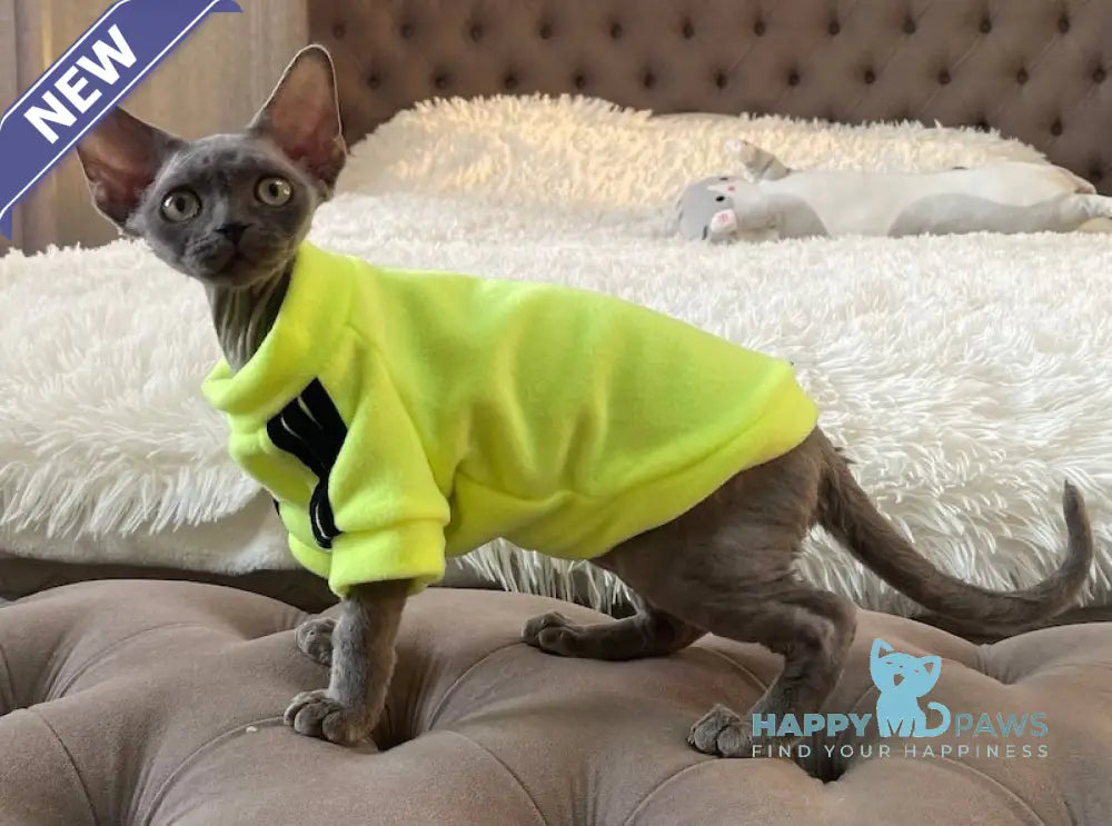 Baloo Devon Rex male chocolate bicolour live animals