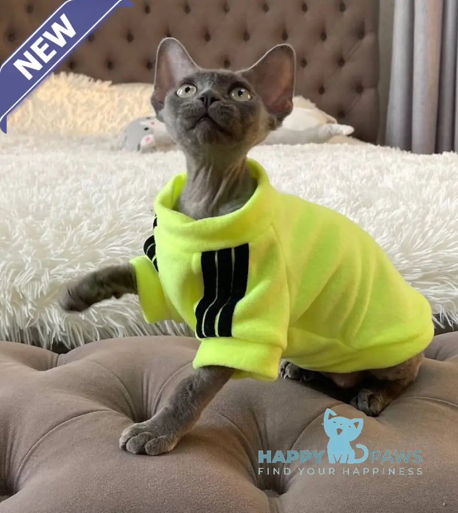 Baloo Devon Rex male chocolate bicolour live animals