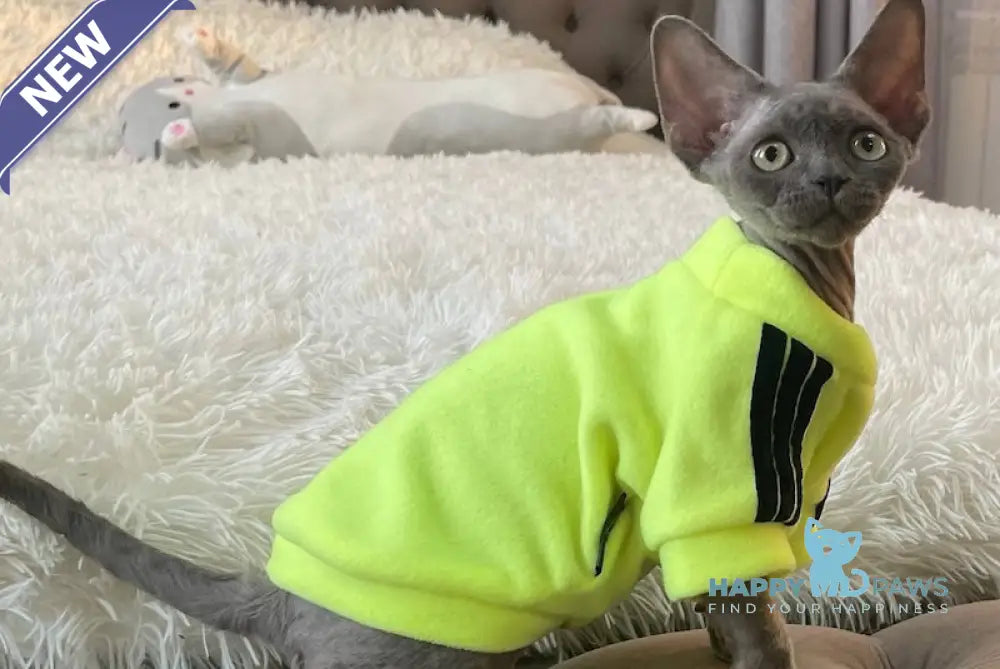 Baloo Devon Rex male chocolate bicolour live animals