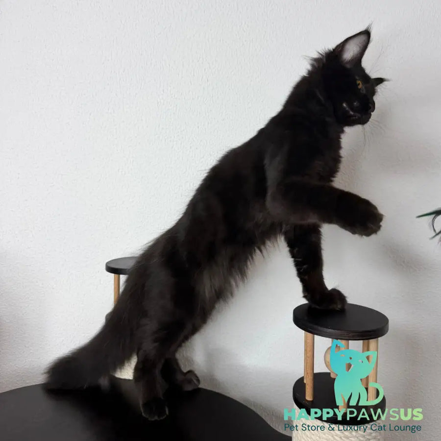 Baloo Maine Coon male black - live animals