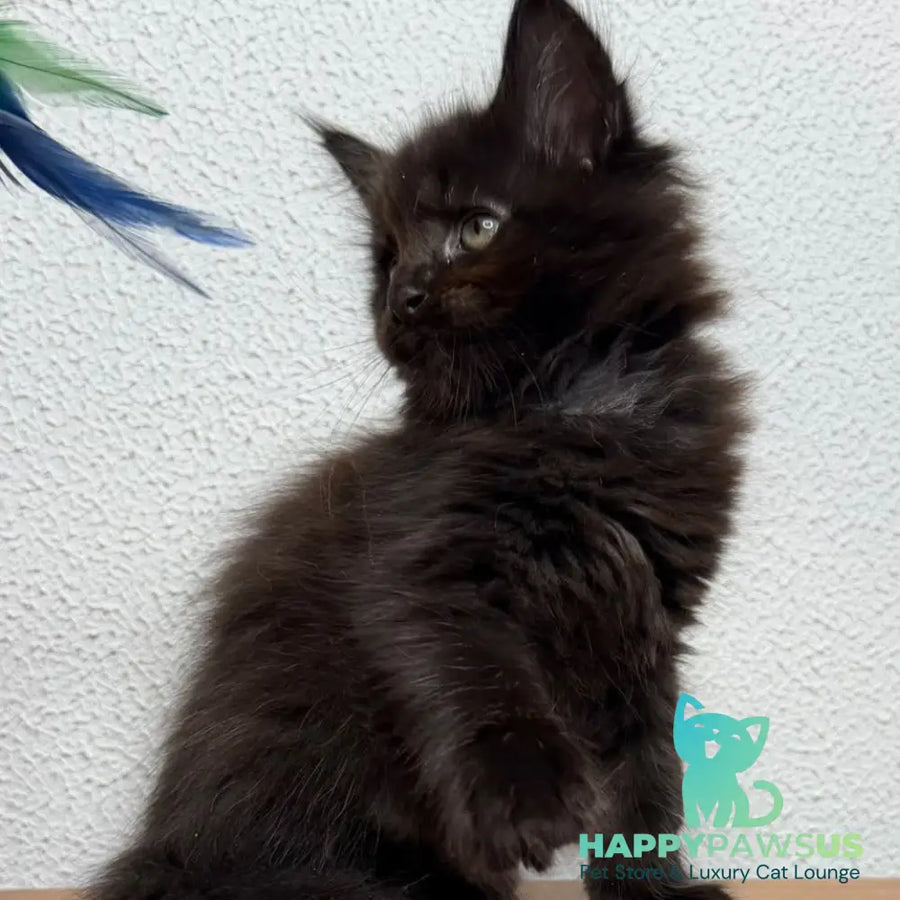Bagheera Maine Coon female black - live animals