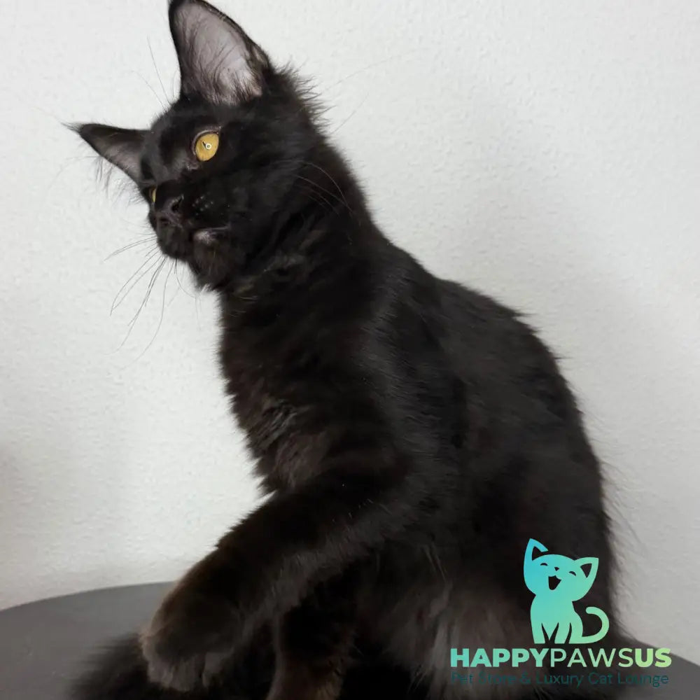 Baloo Maine Coon male black - live animals