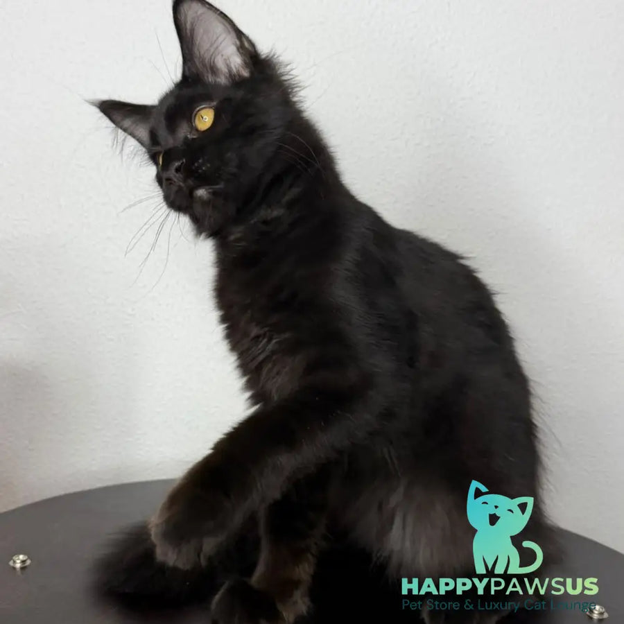 Baloo Maine Coon male black - live animals