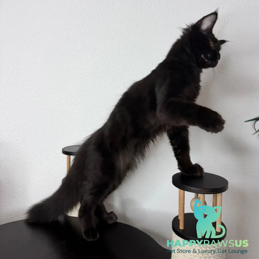 Baloo Maine Coon male black - live animals