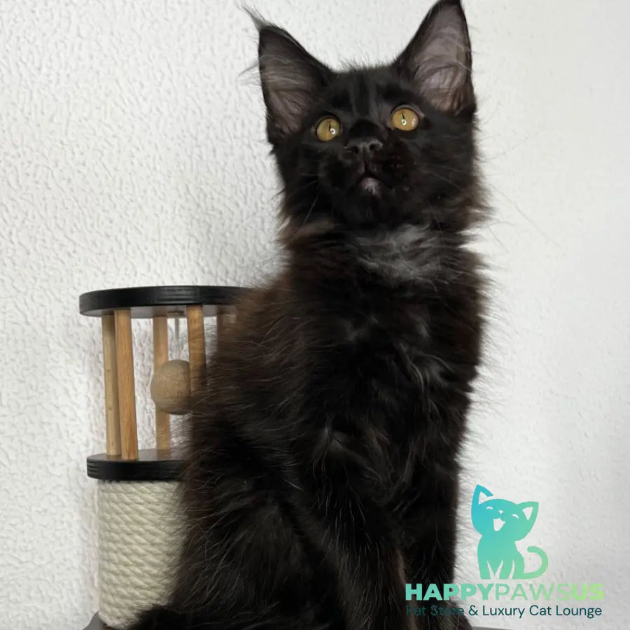 Baloo Maine Coon male black - live animals