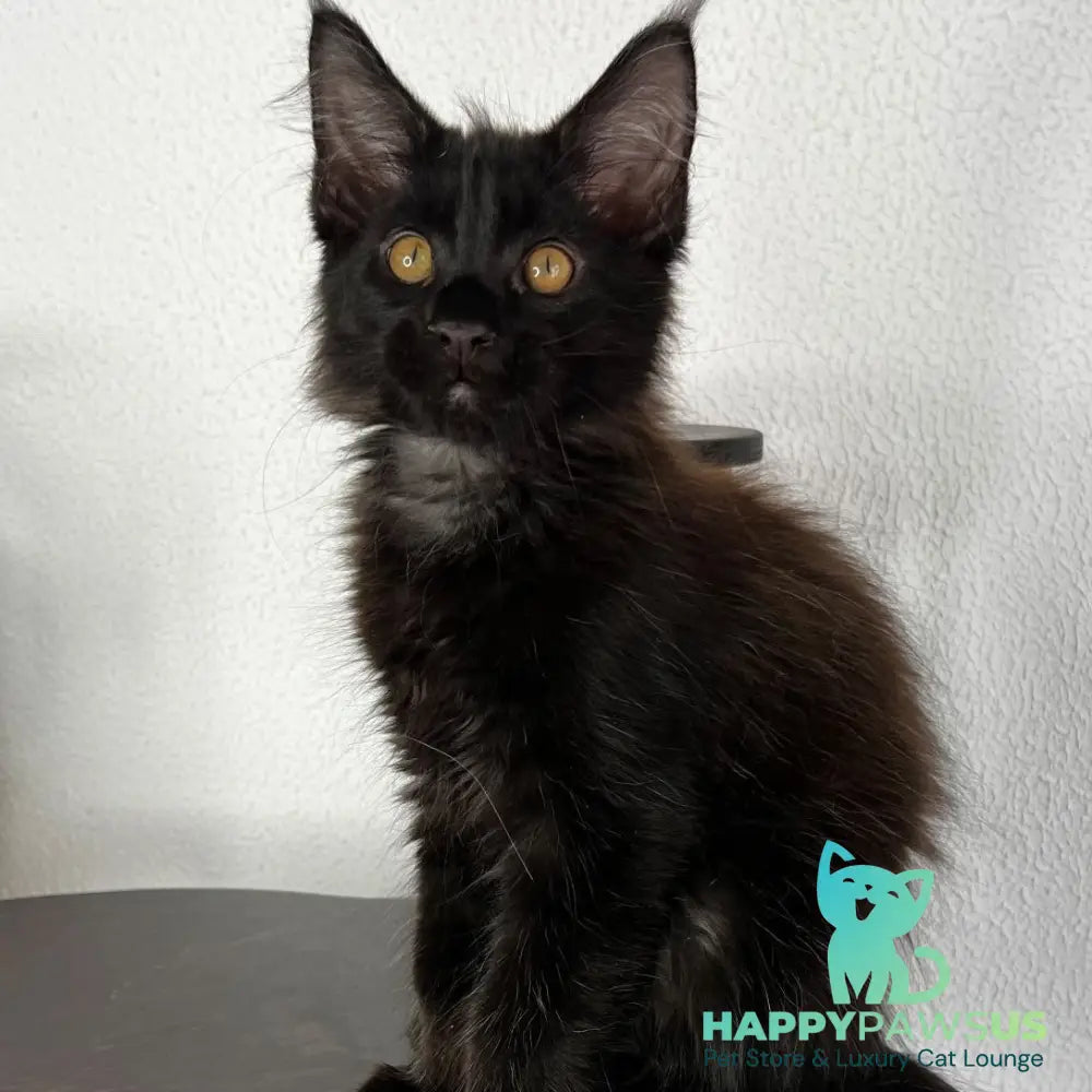 Baloo Maine Coon male black - live animals