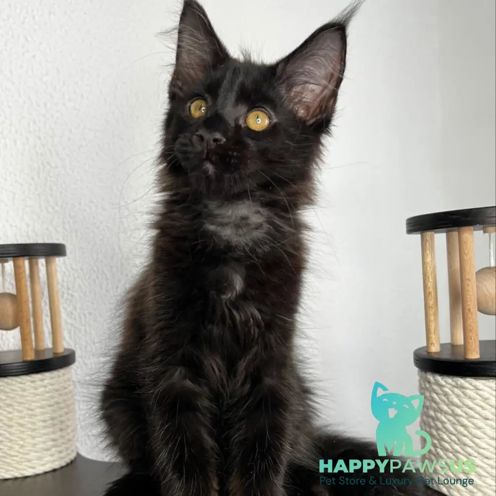 Baloo Maine Coon male black - live animals