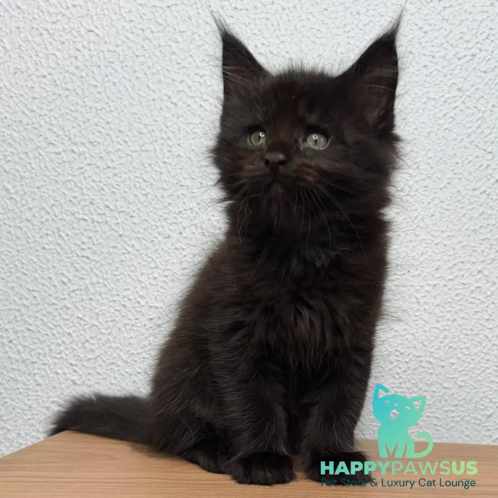 Bagheera Maine Coon female black - live animals