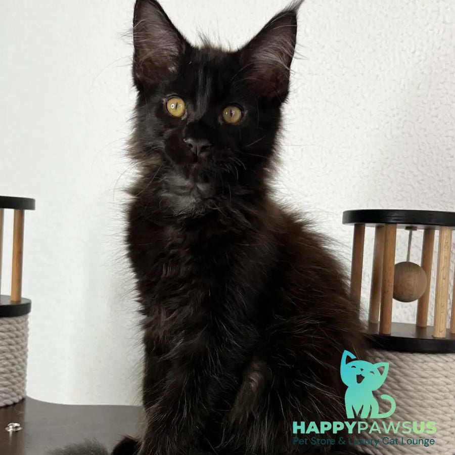 Baloo Maine Coon male black - live animals