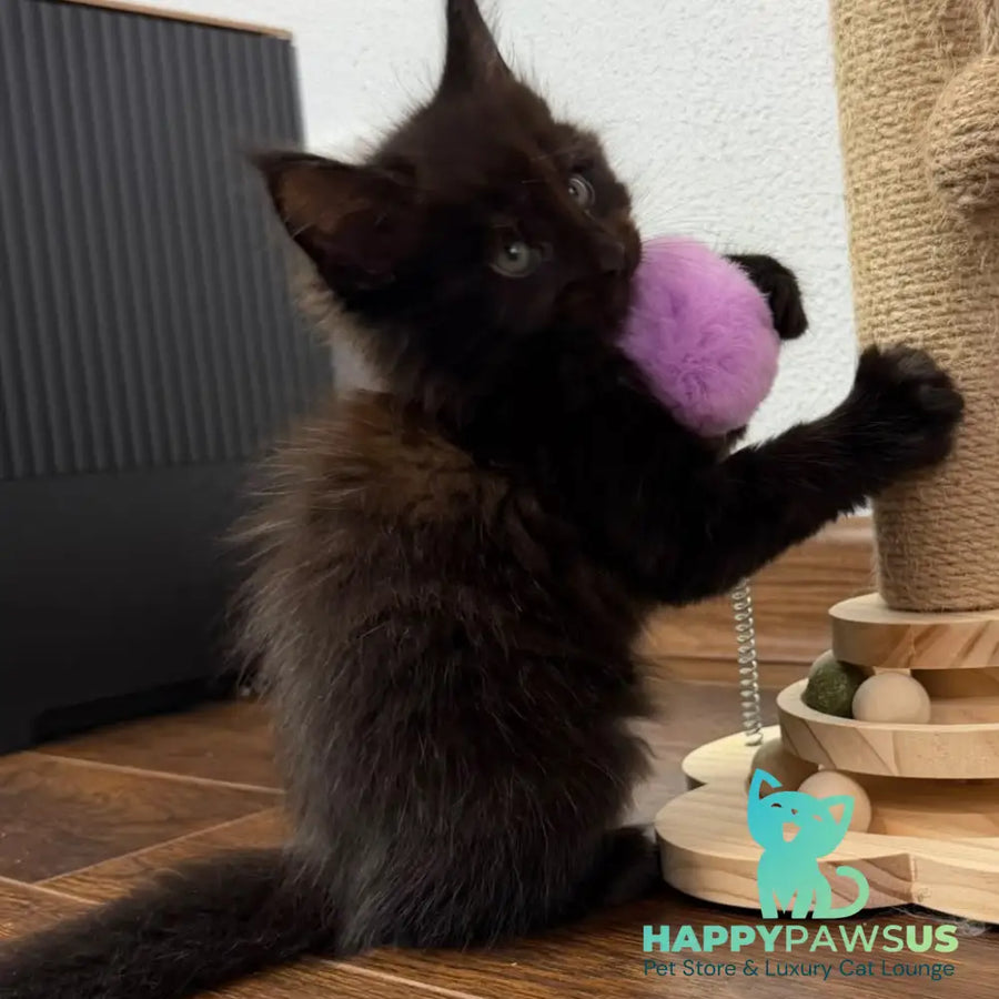 Bagheera Maine Coon female black - live animals