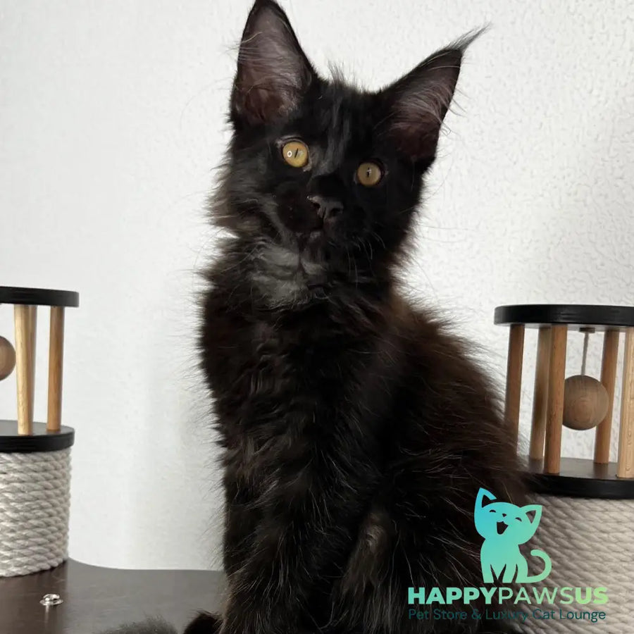 Baloo Maine Coon male black - live animals
