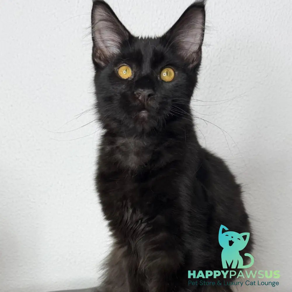 Baloo Maine Coon male black - live animals
