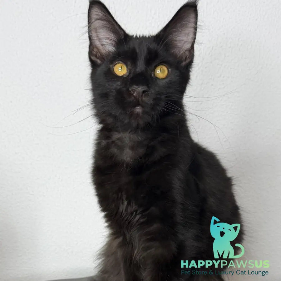 Baloo Maine Coon male black - live animals