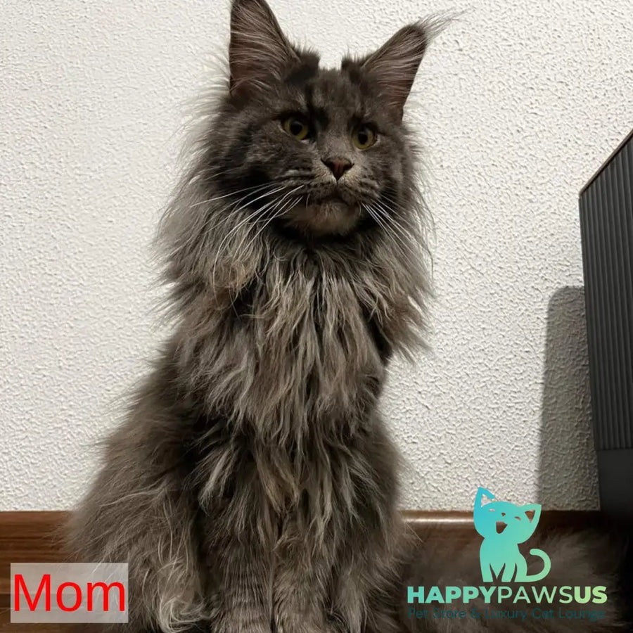Bagheera Maine Coon female black - live animals