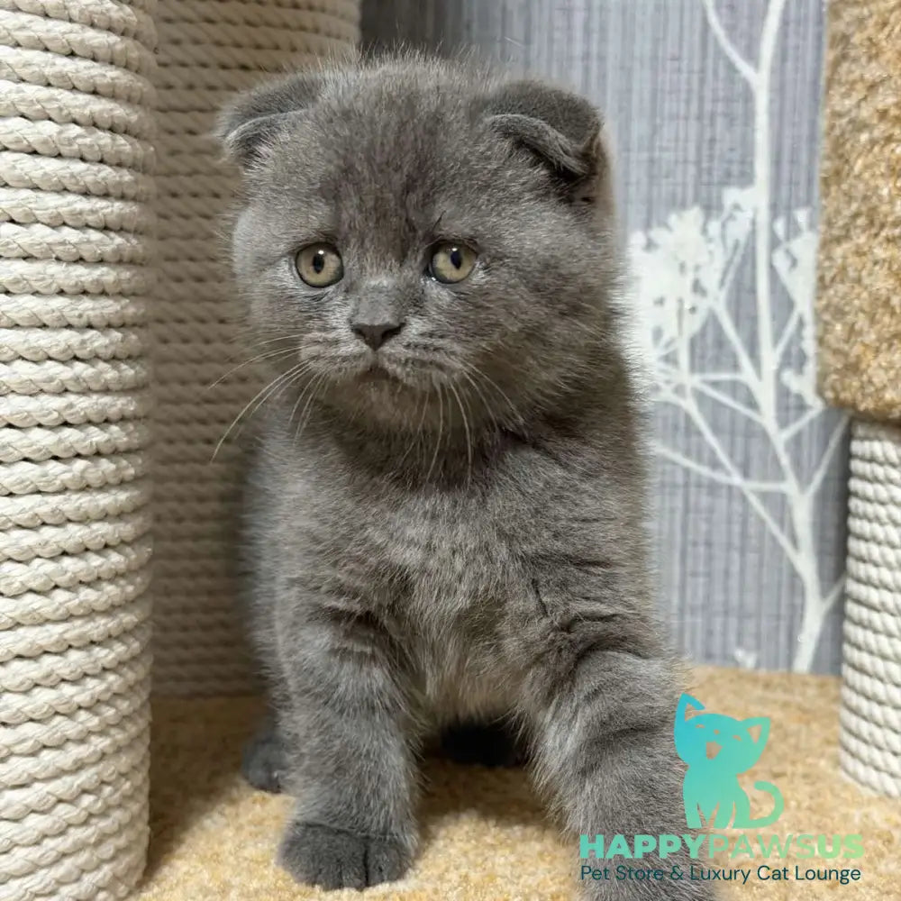Baloo Scottish Fold male blue - live animals