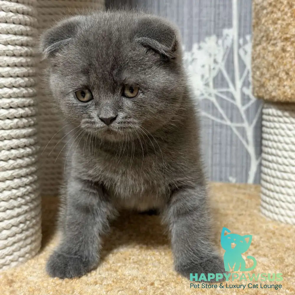 Baloo Scottish Fold male blue - live animals