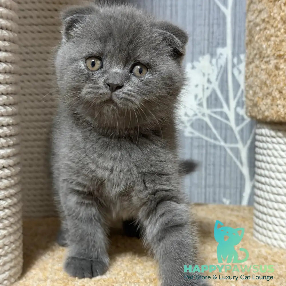 Baloo Scottish Fold male blue - live animals
