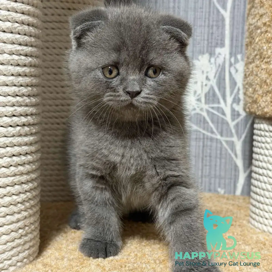 Baloo Scottish Fold male blue - live animals