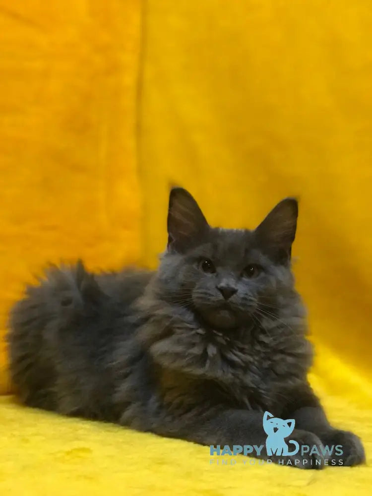 Balta Maine Coon female blue live animals