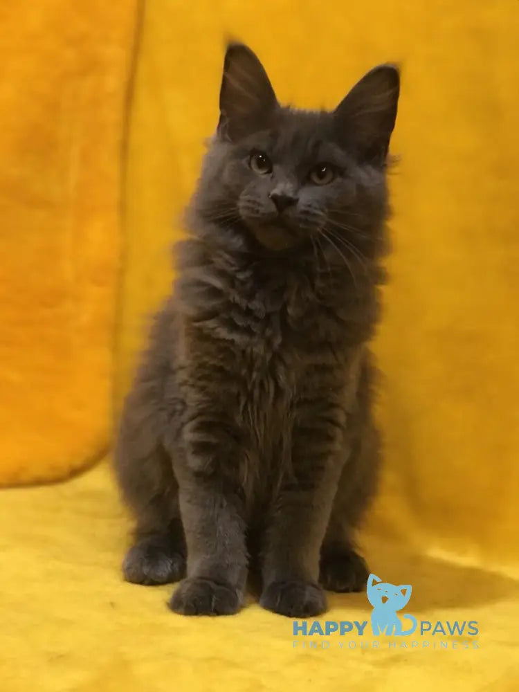 Balta Maine Coon female blue live animals