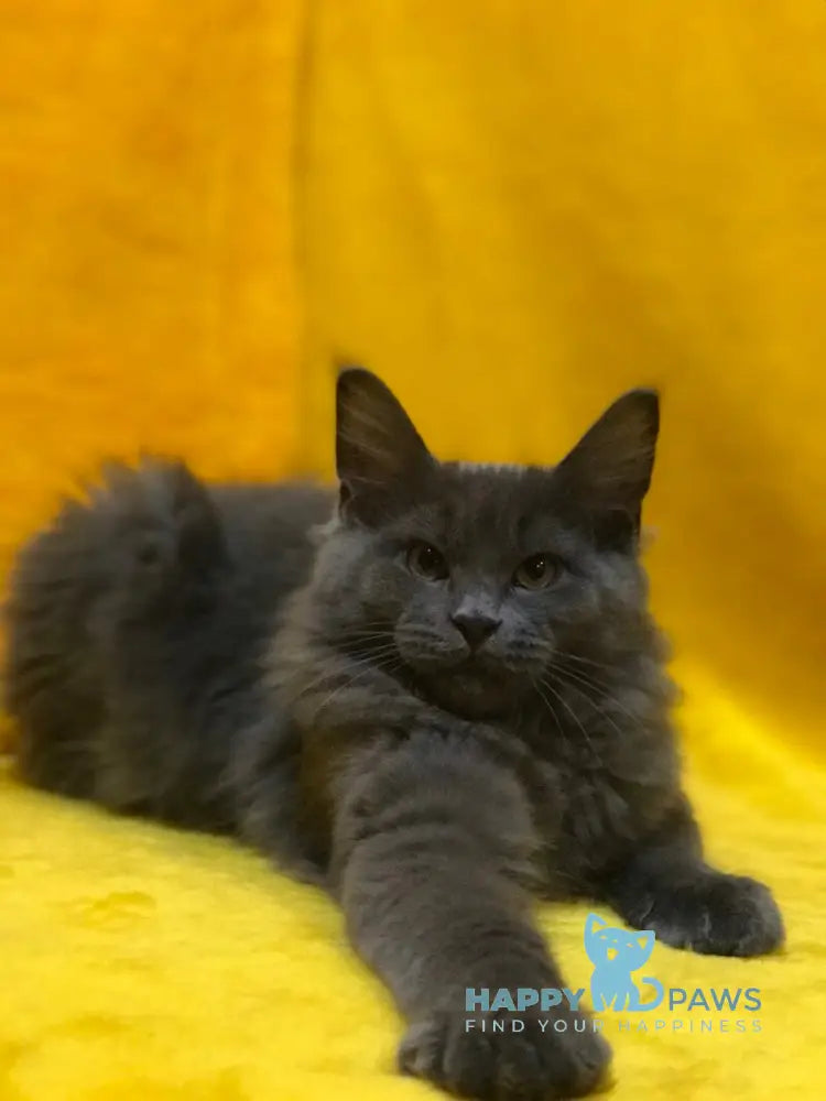 Balta Maine Coon female blue live animals