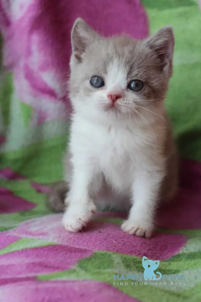 Balthazar British Shorthair male lilac live animals