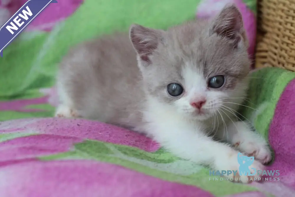 Balthazar British Shorthair male lilac live animals