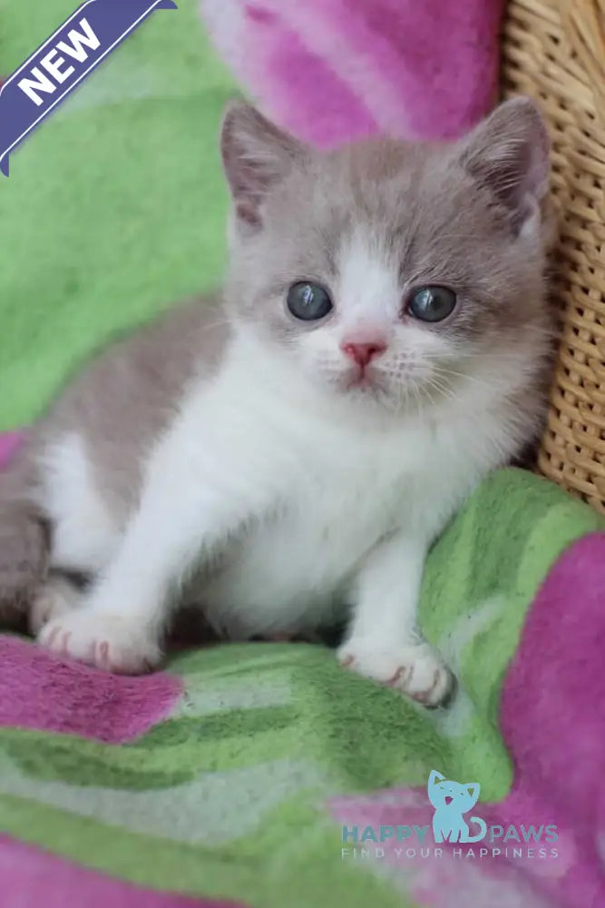 Balthazar British Shorthair male lilac live animals
