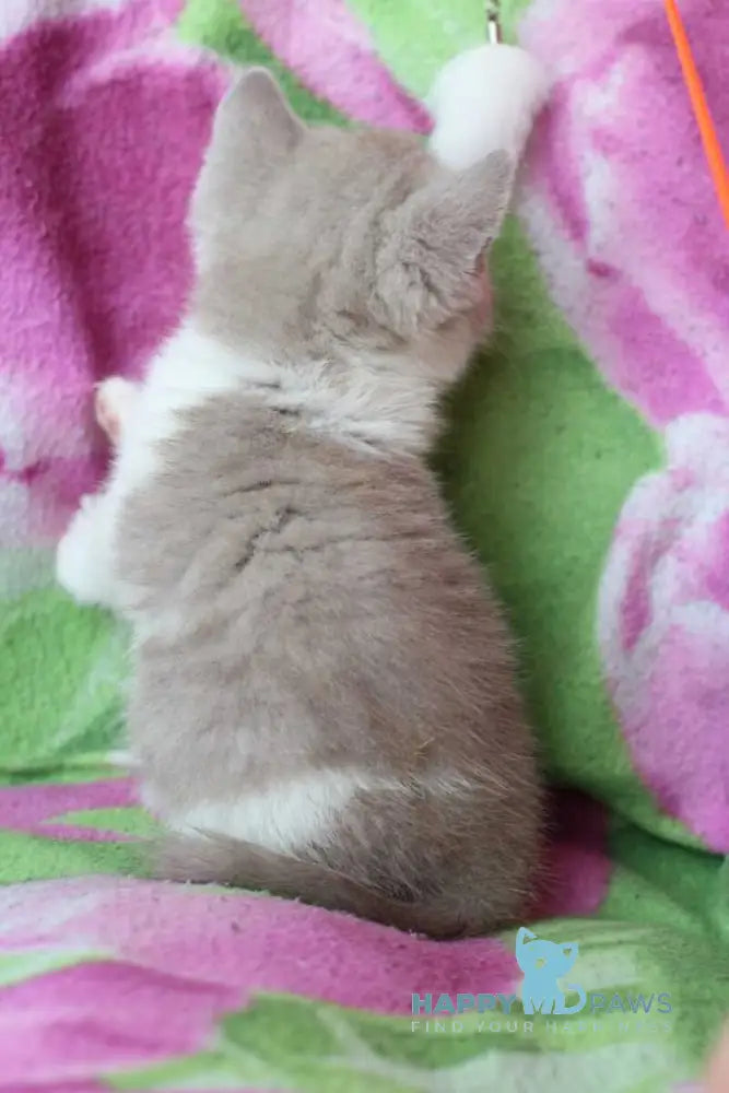Balthazar British Shorthair male lilac live animals