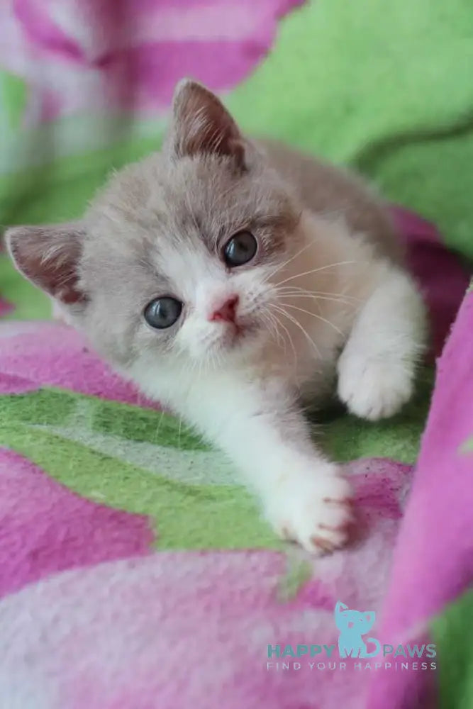 Balthazar British Shorthair male lilac live animals