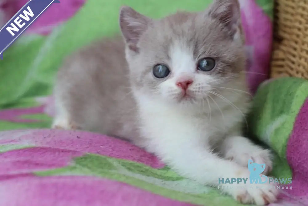 Balthazar British Shorthair male lilac live animals