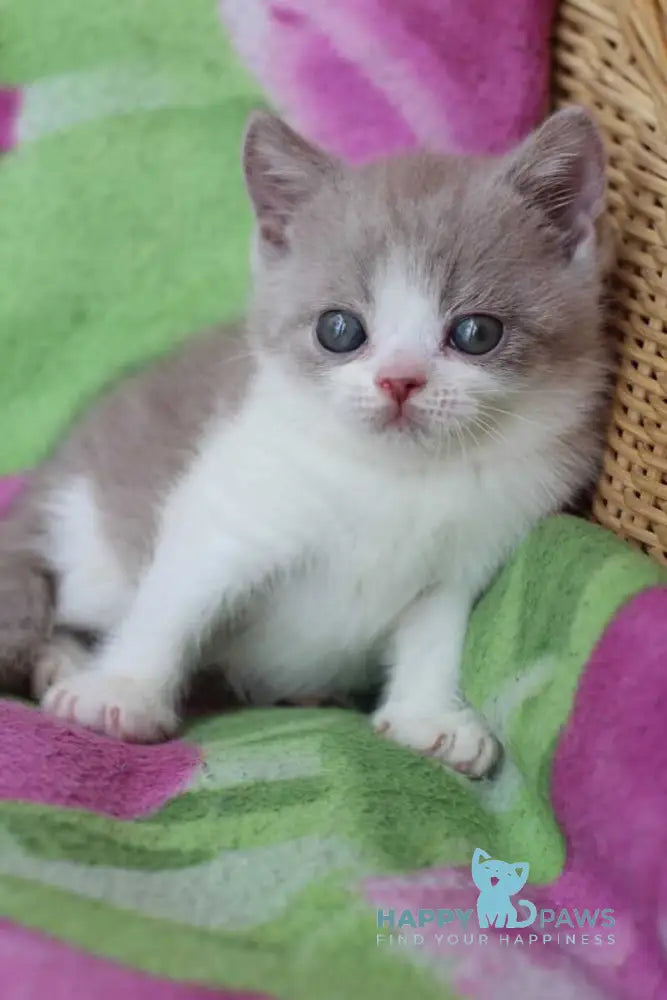 Balthazar British Shorthair male lilac live animals