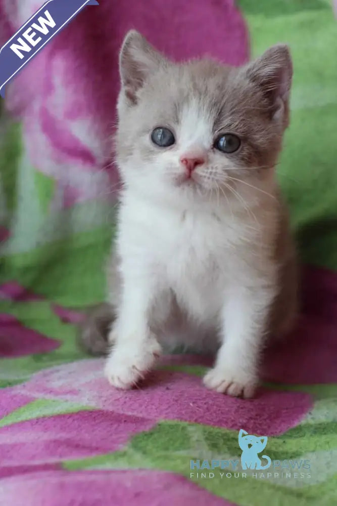 Balthazar British Shorthair male lilac live animals