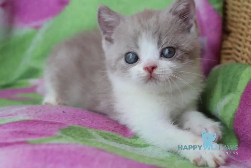 Balthazar British Shorthair male lilac live animals