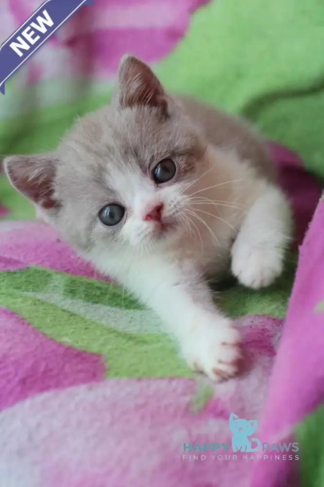 Balthazar British Shorthair male lilac live animals