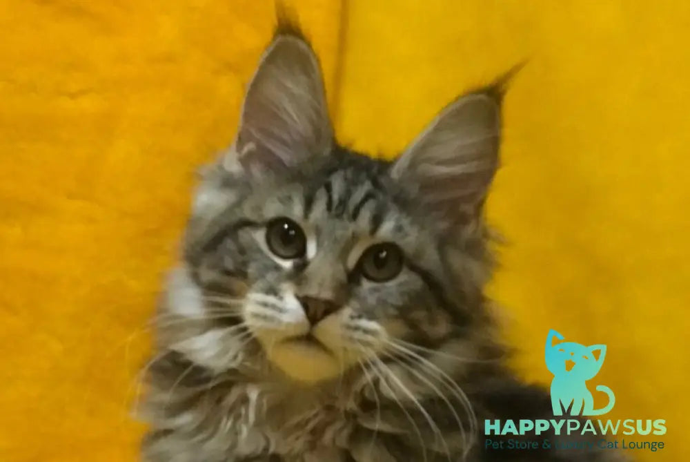 Baltimor Maine Coon female black tabby live animals