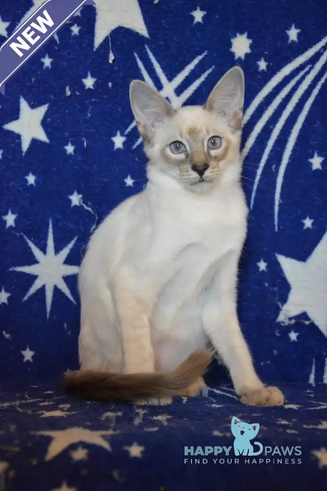 Balto Balinese male blue tabby pointed live animals
